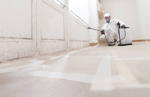 Black mold remediation team in Clifton