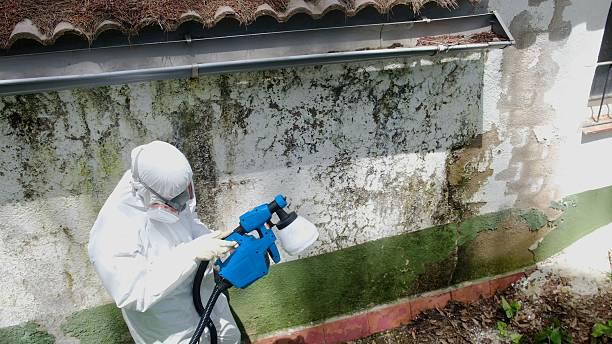 Mold Remediation service in Clifton, Clifton, TX